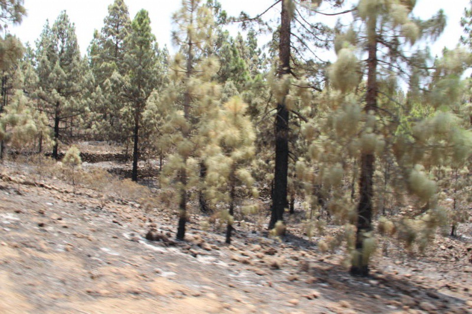 Incendio en los altos de Adeje